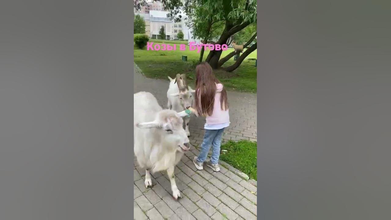 Козы на машине Южное Бутово