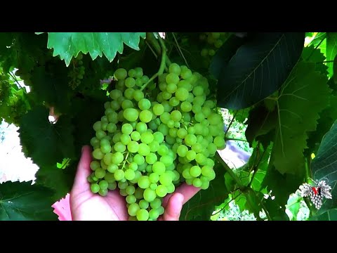 Виноградный куст растет на орехе! Необычное соседство