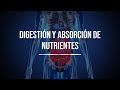 Digestión y absorción de nutrientes - Bioquímica - Lic. en Nutrición