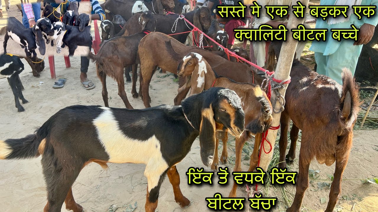 सस्ते मे एक से बड़कर एक क्वालिटी बीटल बच्चे #live_sauda tungwali bakri bazar kids @farming baba