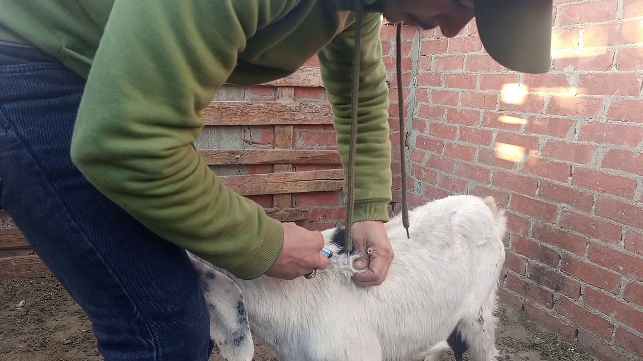 حقن الايفوماك للاغنام والماعز