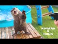 面白いくらいジェット噴射に悶えるカワウソコタロー　Otter Dancing with Water Spray