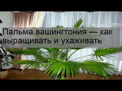 Пальма вашингтония — как выращивать и ухаживать