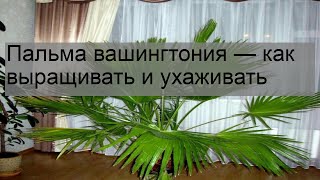 Пальма вашингтония — как выращивать и ухаживать