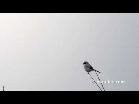 Video: Shrike - averla comune. Descrizione, caratteristiche