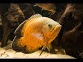 Вся правда про астронотуса, Астронотус глазчатый, Astronotus ocellatus