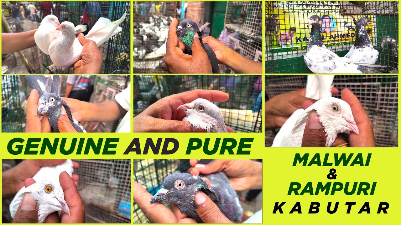 Import Quality Malwai and Rampuri Pigeon in Galiff Street Pet Market ।  #Pigeonwb