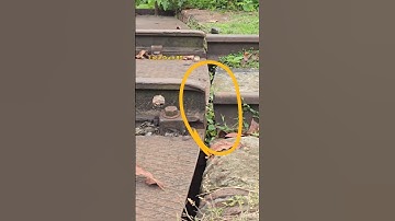 Not equal rail alignment, wheels passed. #train #shorts