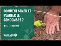 [TUTO] Comment semer et planter les concombres ? - Jardinerie Gamm vert