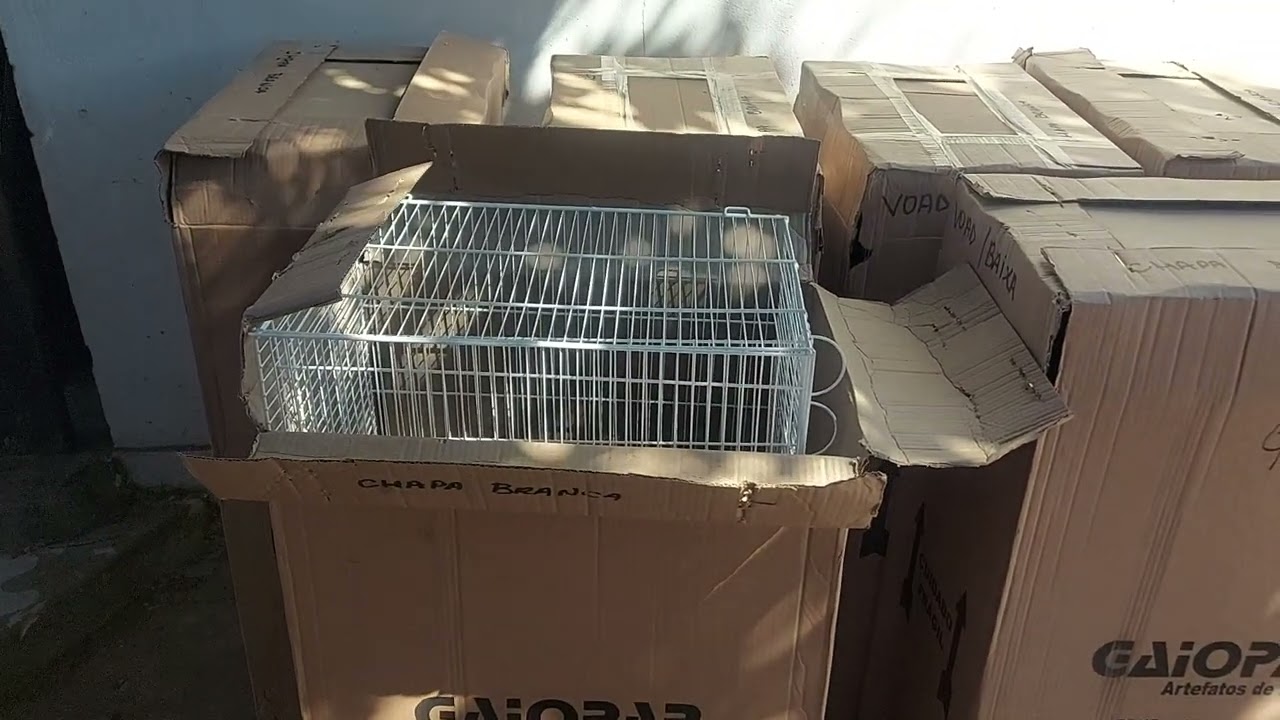 Chegaram as voadeiras da Gaiopar 