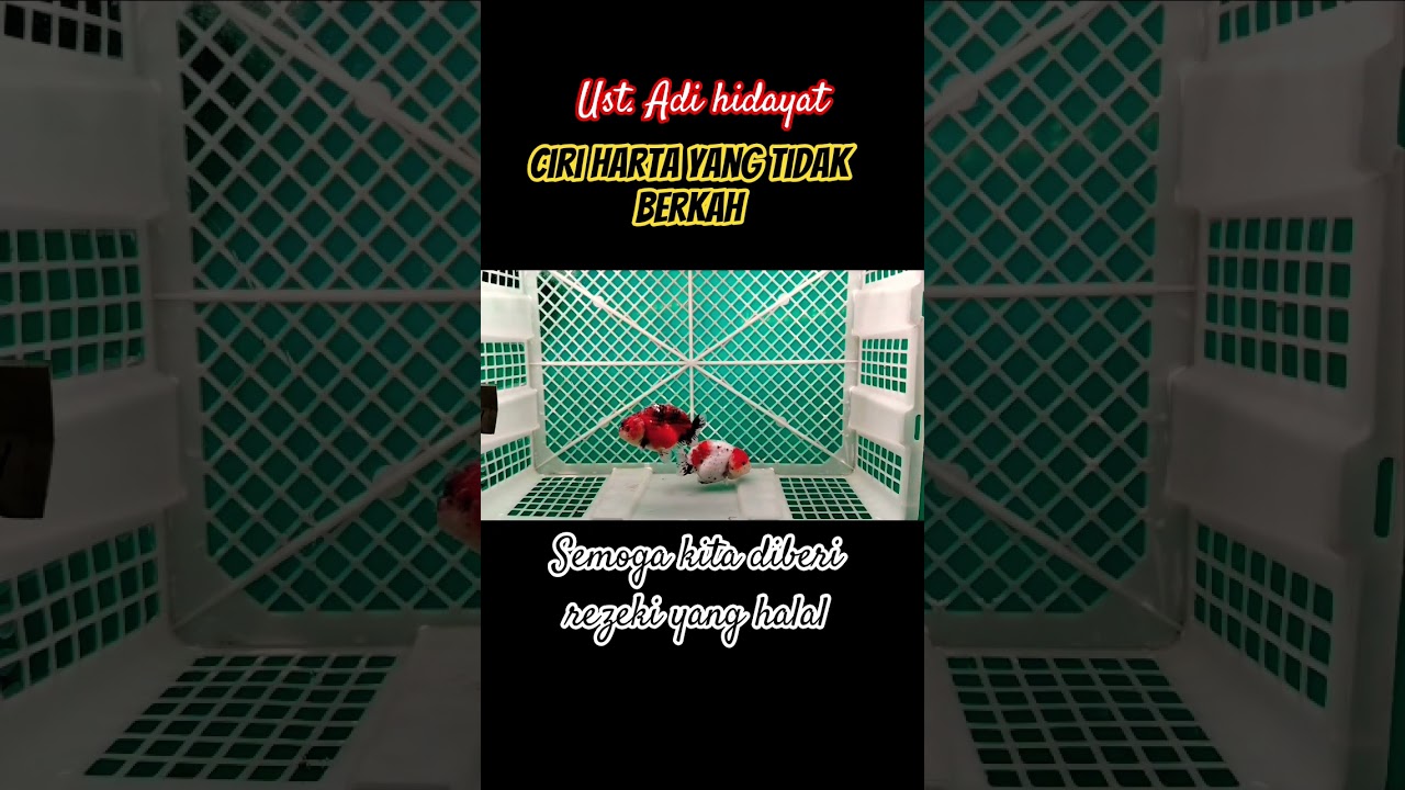 ciri harta tidak berkah #motivasidiri #viralvideo #quotes #katahatimotivasi #katakatabagus #fyp