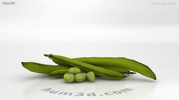 Green Bean 3D model by 3DModels.org
