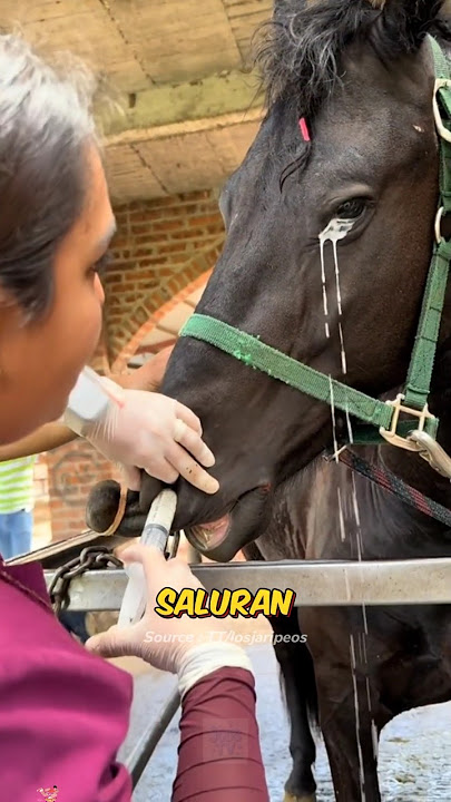 A Strange But Important Process For Horses!