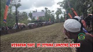 Karapan Sapi di Lapangan Lanceng Accen
