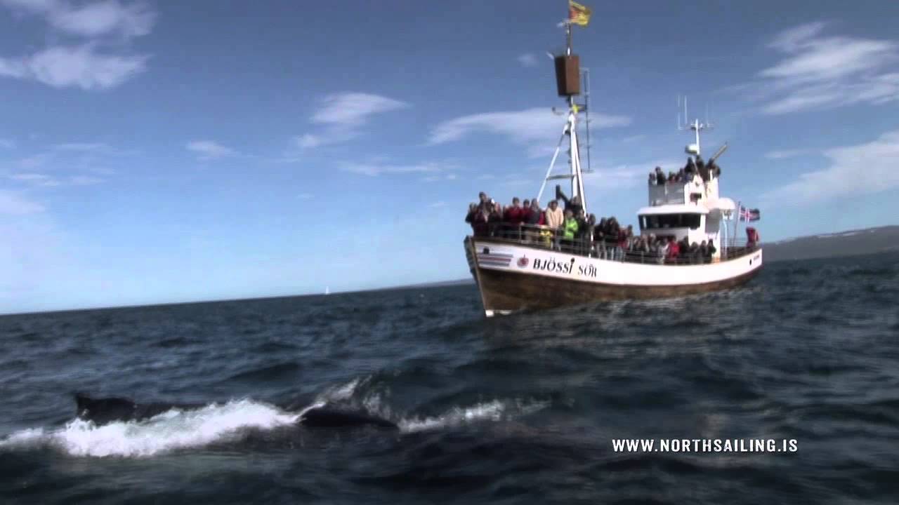 Húsavík Original Whale Watching with North Sailing