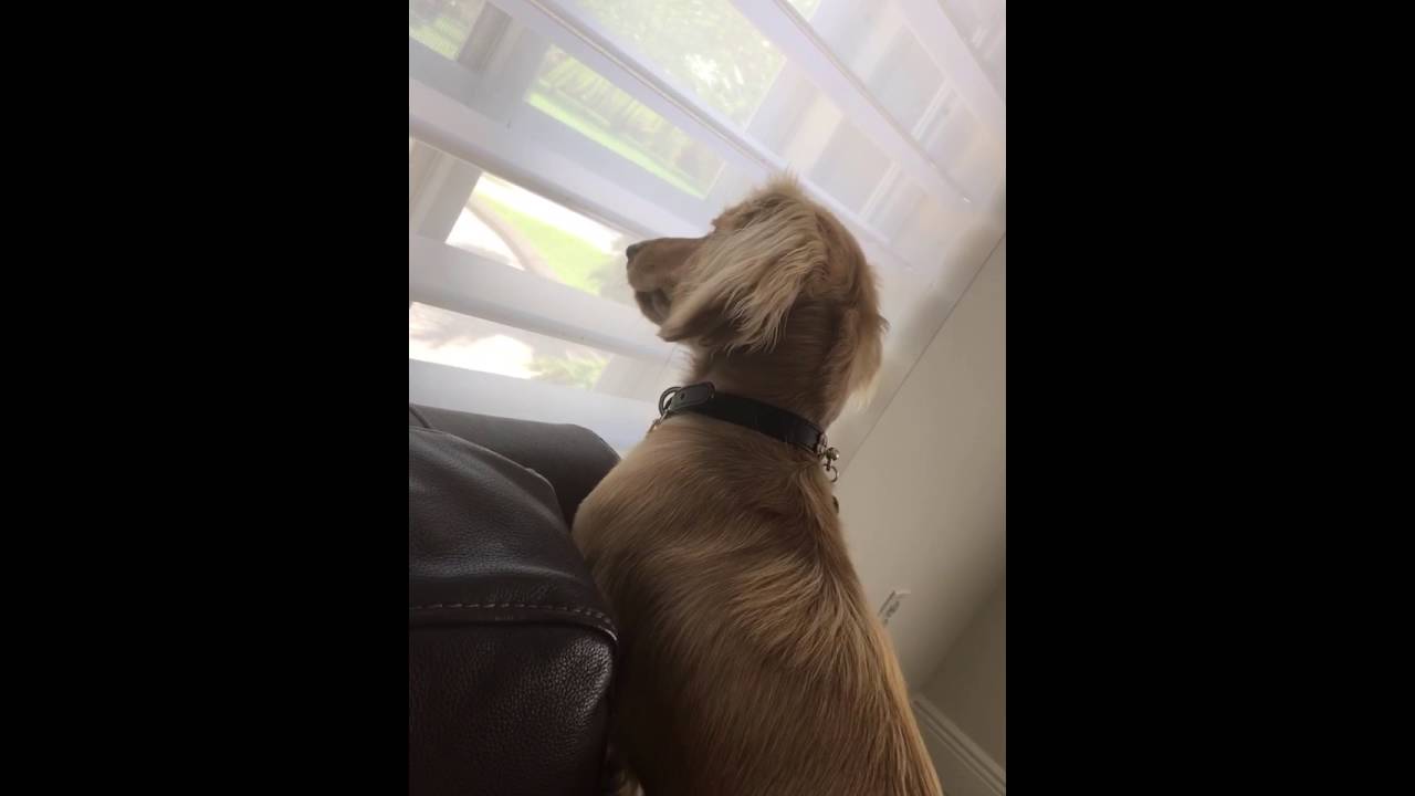 I Get My Ting From Barking