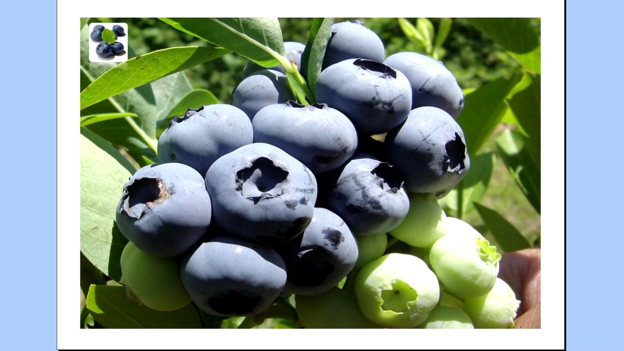 Tehnologija gajenja borovnice iskustva @agroliderzaboljapolja