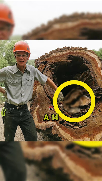 Boy Cut Down Old Tree #story