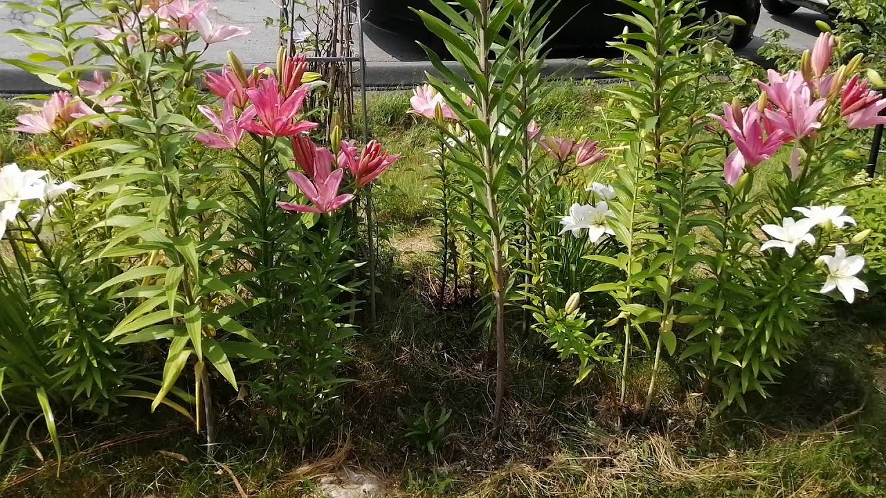 Asiatic and early-blooming lilies start the blooming season in late July this year!