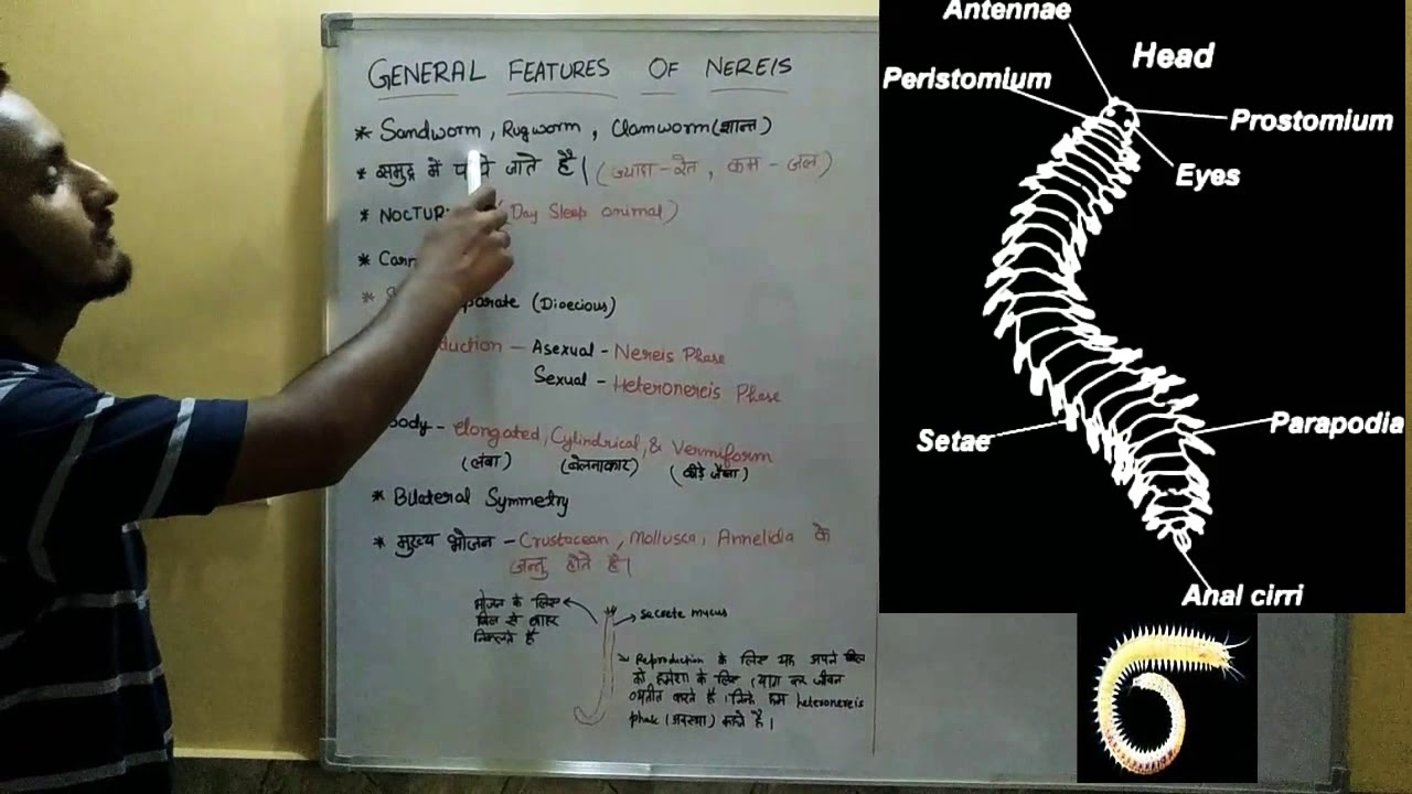 General Features Of Nereis In Hindi YouTube General Features Of Nereis In Hindi YouTube