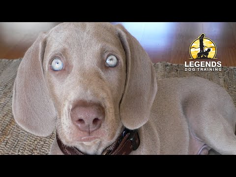 weimaraner puppy training