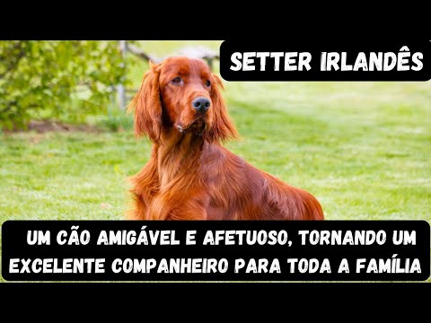 Vídeo: Galgo Italiano