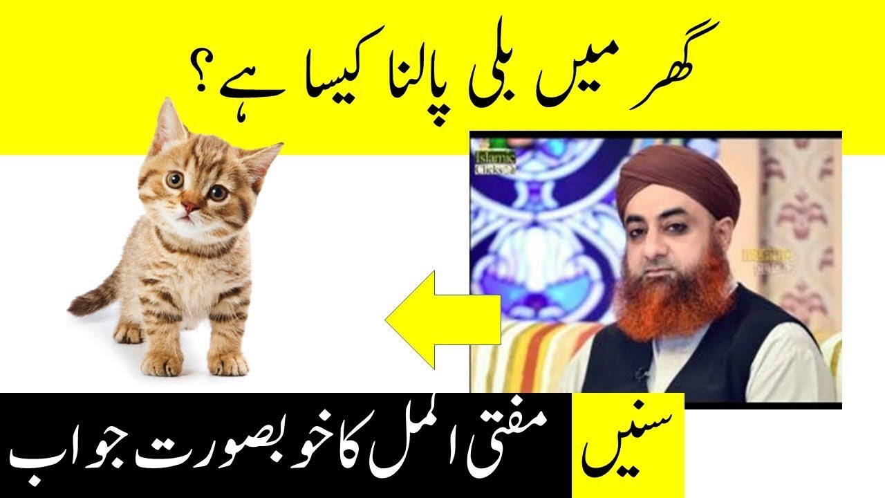 information about cat in urdu