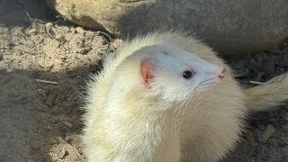 Spannende Video (wir waren im Zoo) a beautiful Video from Curious Animals in Zoo