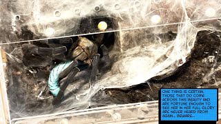 The Princess Of Sorrow Revealed?? Cyriopagopus Lividus Cobalt Blue Walked Right Up To Us