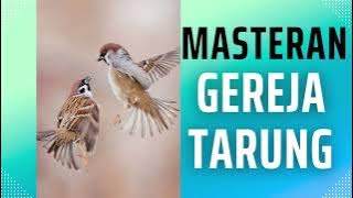 GEREJA TARUNG : MASTERAN MURAI BATU