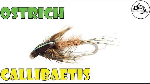 Fly Tying Tutorial: Ostrich Callibaetis