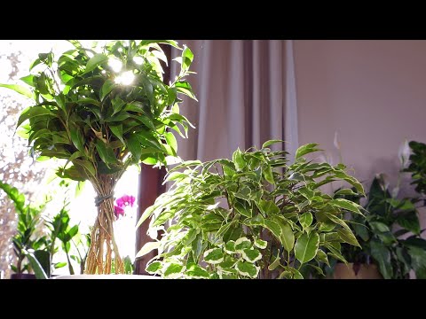 Wideo: Ficus Microcarpa: Opieka Domowa