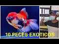 LOS 10 PECES MAS EXOTICOS DE UNA IMPORTACION TAILANDESA Y AMAZONICA ft Acua Parrot King