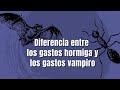 ¿Cuál es la diferencia entre los gastos hormiga y los gastos vampiro? | Dinero en Imagen