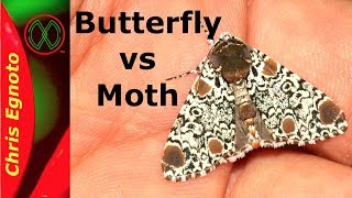 Butterflies and Moths, what's the difference? #insects