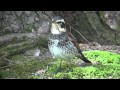 ツグミさんの歩行 A Dusky thrush walks along the ground