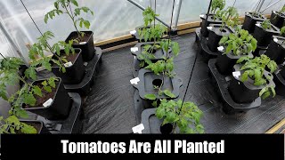 The Tomatoes Are All Set