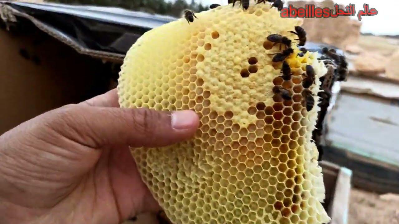 نقل طرد نحل بري من كرتون الى صندوق خشبي لنجستروث و تثبيت الحضنة