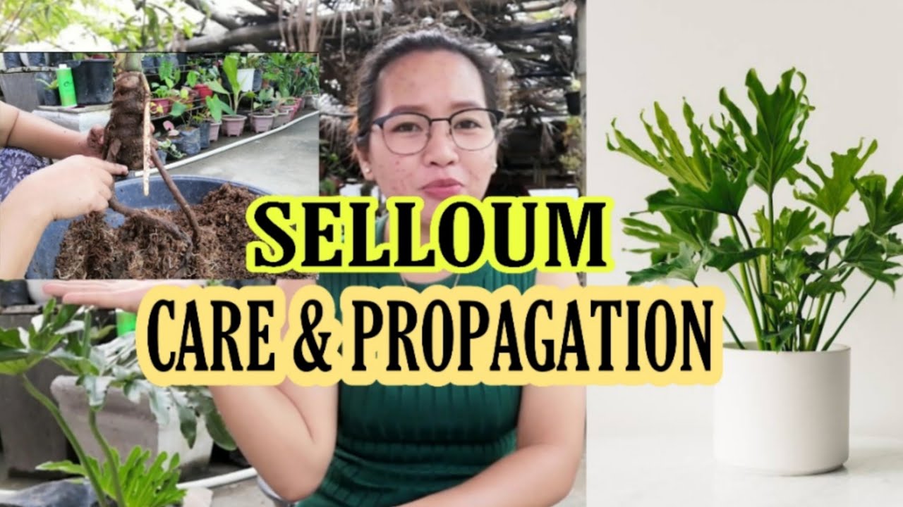SELLOUM/SAHOD YAMAN CARE AND PROPAGATION|PHILODENDRON SELLOUM PROPAGATION|Grace J. M
