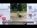 Новини України: у Вінницькій області люди посадили квіти у вибоїну на дорозі