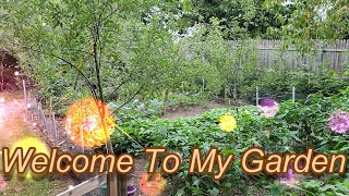 Welcome To My Home Backyard Vegetable and Fruit Garden - Grow &amp; Harvest Big Beautiful Vegetables