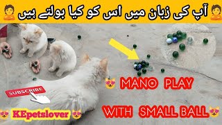 Mano play with  small ball |cutest cat|#cute #cat  @kepetslover8315 by KE Pets lover 73 views 2 weeks ago 5 minutes, 30 seconds
