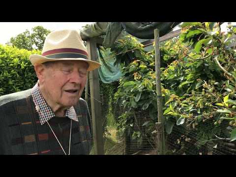 Video: English Morello Cherry Tree - Cách trồng English Morello Sour Cherries