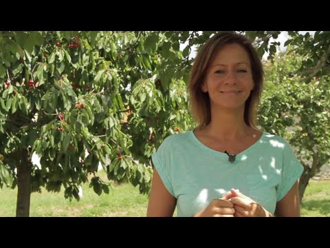 Video: Jak Používat Balzamikový Ocet