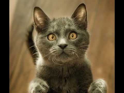 Kucing ngomong lucu bahasa jawa