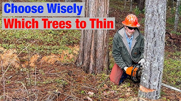 Forest Thinning 101 - Choosing the Right Trees to Cut
