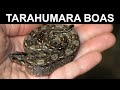 Tarahumara Mountain Dwarf Boa Constrictors