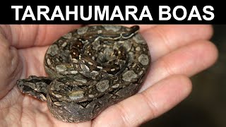 Tarahumara Mountain Dwarf Boa Constrictors