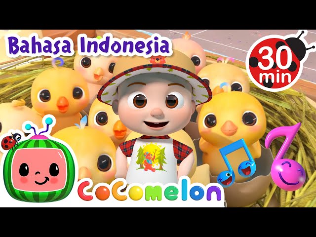 🐤Belajar Berhitung dengan Anak Ayam🐤 | CoComelon Bahasa Indonesia - Lagu Anak | Nursery Rhymes class=
