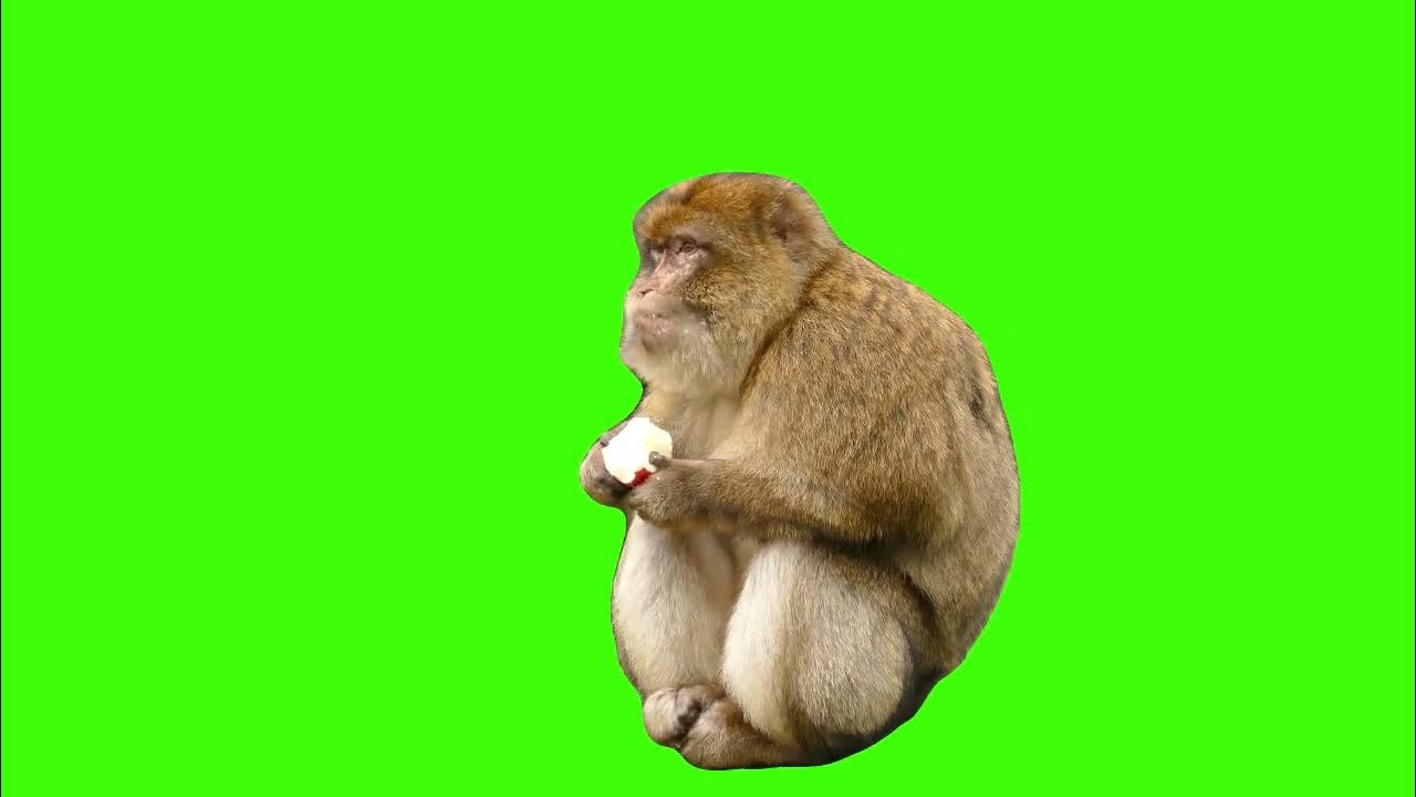 Monkey green screen. Человек обезьяна на хромакей. Футаж обезьяны. Горилла футаж. Футаж обезьяны.